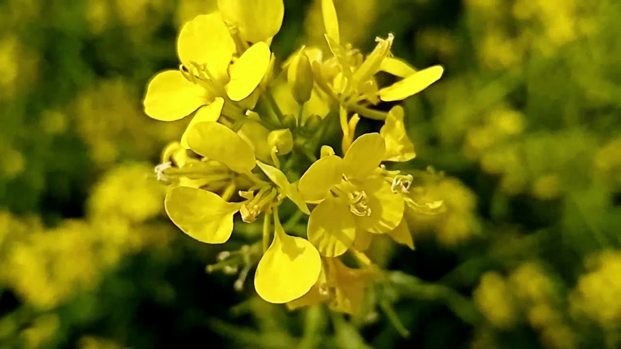 Μελισσοκομικα φυτα Φεβρουαριου Βρουβα  σιναπι