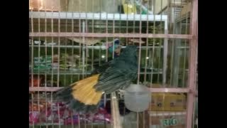 BURUNG MURAI KUCICA / CEMPALA