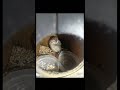 Vulture VULTURE lindian Silverbill LINDIAM SILVERBILL Sparrow SPARROW Pigeon PIGEON