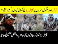 Why turks  mongols love wolf  amazing facts about wolvies life  urduhindi documentary