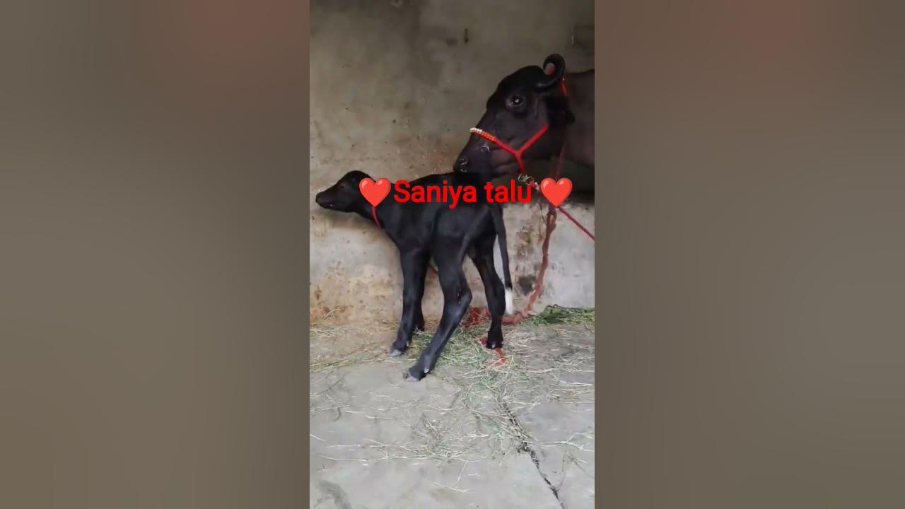 saniya Talu cbs farm talu Bhiwani Haryana contact number 8818081888 ...
