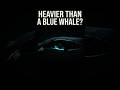Why the "Heaviest Animal Ever" Was a Scientific Mistake