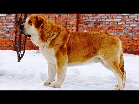 Video: Hypoallergenic, Kesihatan Dan Jangka Hayat Baka Anjing Mastiff Sepanyol