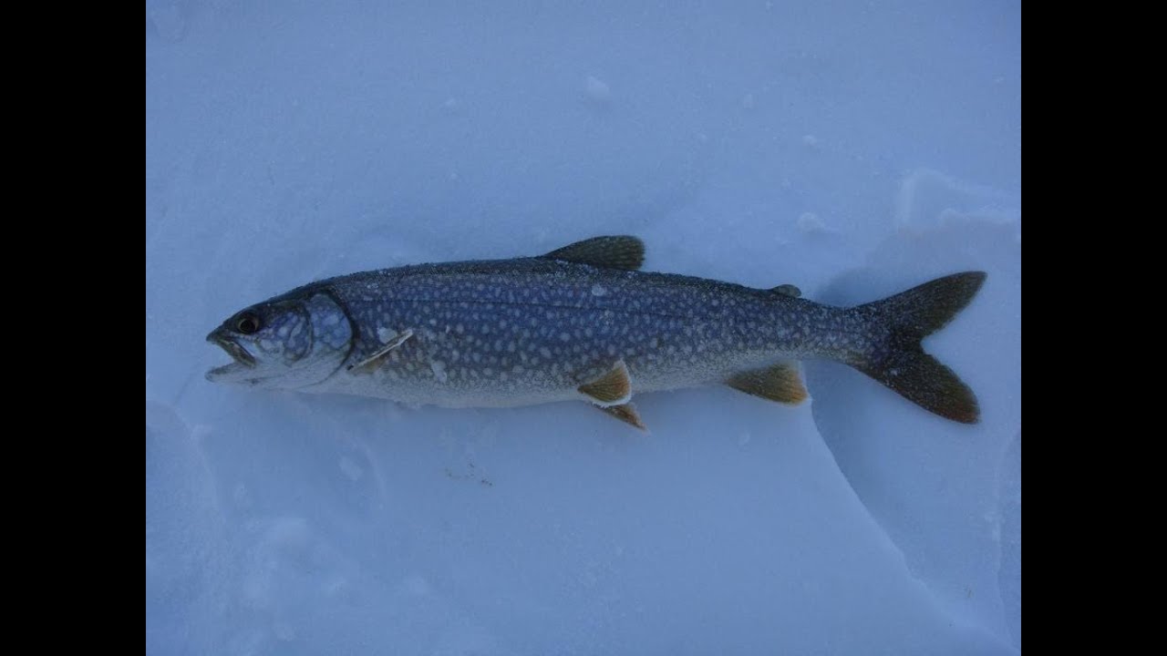 Ice Fishing for Lake Trout on Spray Lakes in Kananaskis, Alberta 