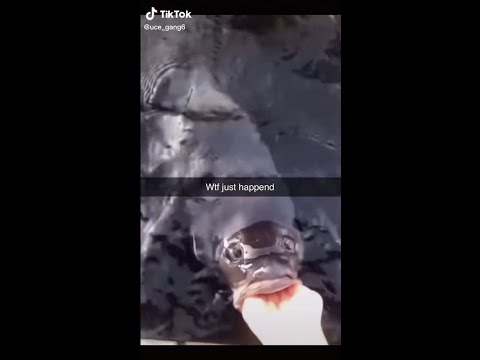Fish Sucks On Samoan Mans.... - YouTube