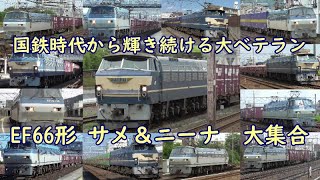 EF66形 ” サメ＆ニーナ ” 大集合！　国鉄時代から輝き続ける大ベテラン！