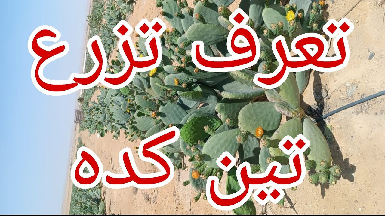 الإستفادة من زراعة التين الشوكي فى مصر السوق المحلى التصدير والتصنيع 01007305821