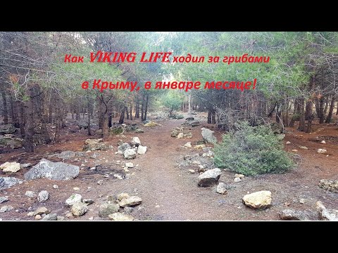 #14 В январе по грибы! Viking Life в Севастополе набрал грибов.