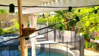 Hummingbirds On A Wire  Check This Out  Wow