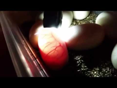 BALL PYTHON EGG CANDLING WITH A FLASHLIGHT TO SEE INSIDE