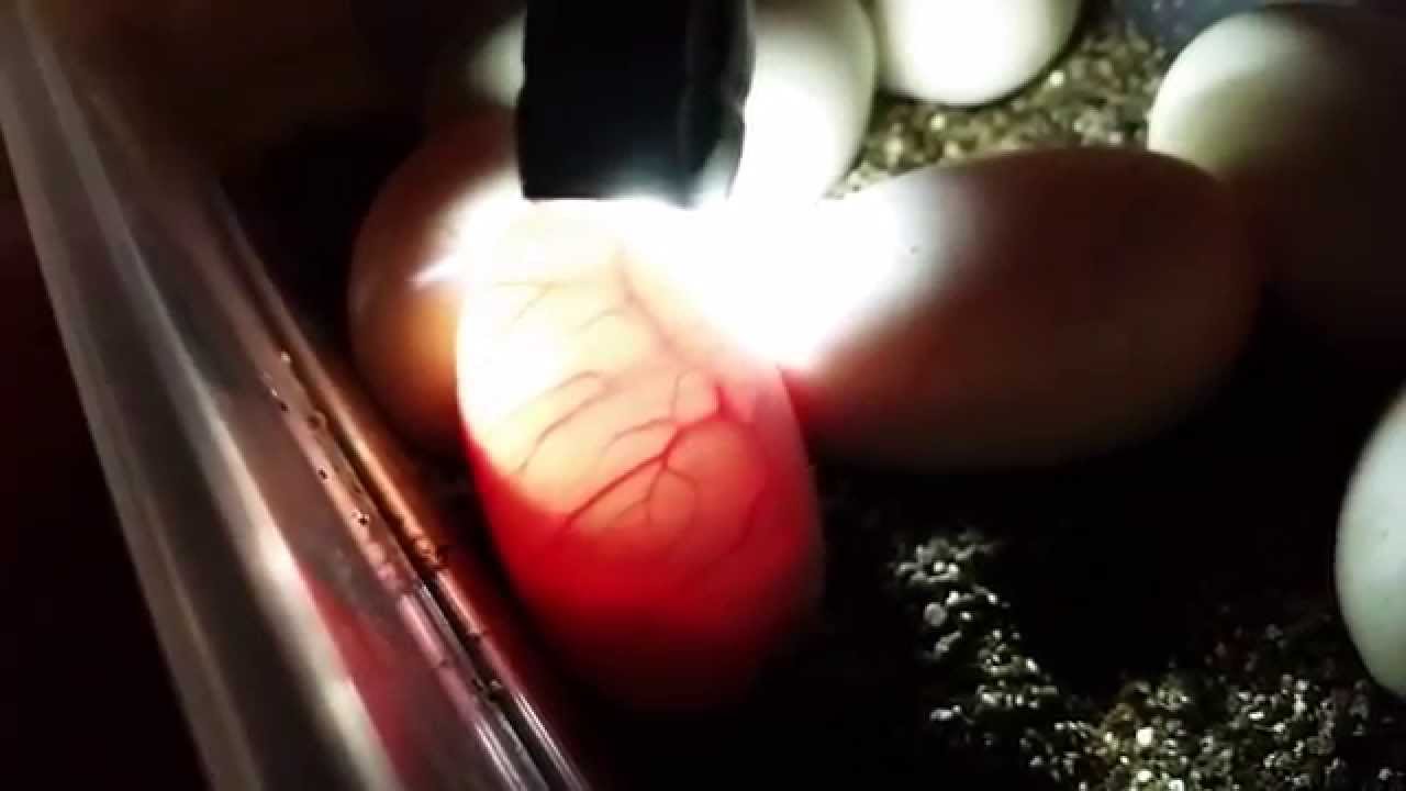 BALL PYTHON EGG CANDLING WITH A FLASHLIGHT TO SEE INSIDE - YouTube