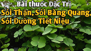 Bài thuốc Đặc trị Sỏi Thận, Sỏi Bàng Quang, Sỏi Đường Tiết Niệu rất hay. Phan Hải Vlog