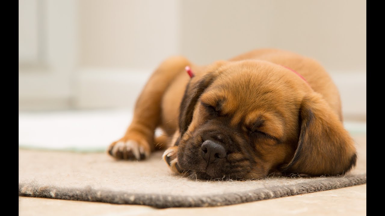 Which of the large chain stores are searched for the most often in connection with dog food