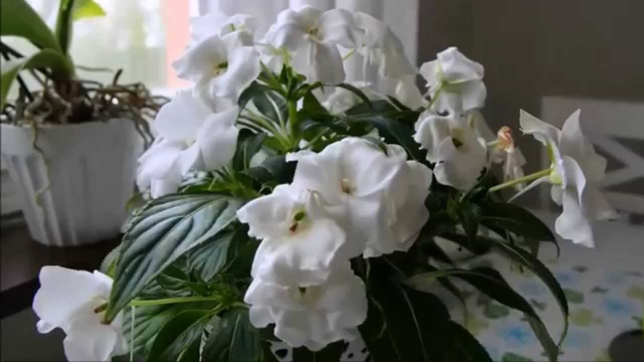 Flitiga Lisa får lite vatten...