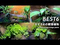 【土入らず！】ホームセンターで買える管理が楽な水耕/アクアリウムにも使える観葉植物6選