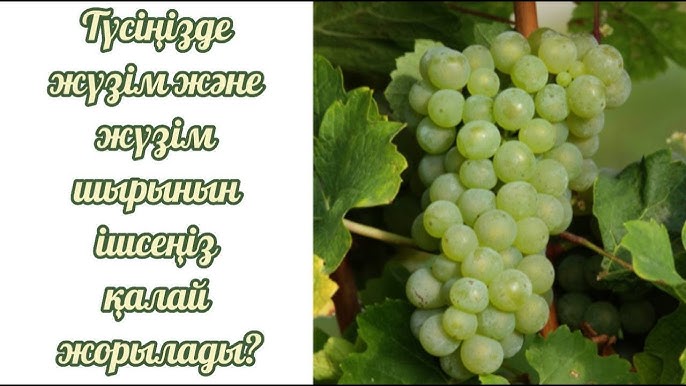 Аузындағы спермы қызыл порно