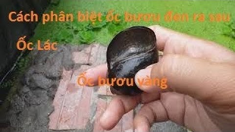 Cách phân biệt Ốc Bươu đen ( Ốc nhồi ) và Ốc lát