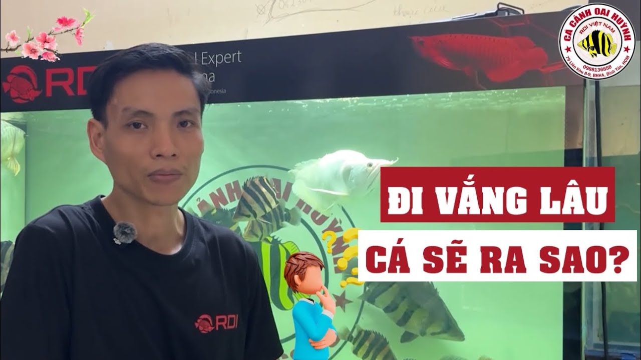 Những lưu ý cho anh em về quê ăn tết lâu dành cho CÁ HỔ cũng như các loài cá khác