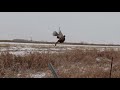 South Dakota Pheasant Hunting 11 28 2025