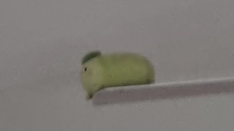 2.41 clock single with 7 simul flip lol