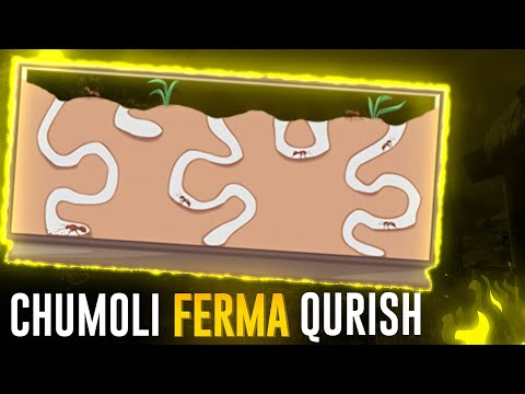 Video: Chumoli qurilishi nima?