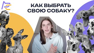 Как выбрать СВОЮ собаку? Советы и лайфхаки. Часть 1