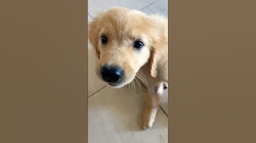 Thumbnail of #music #song #pop #lyrics #cover #goldenretriever #cat #puppy #funny #pets