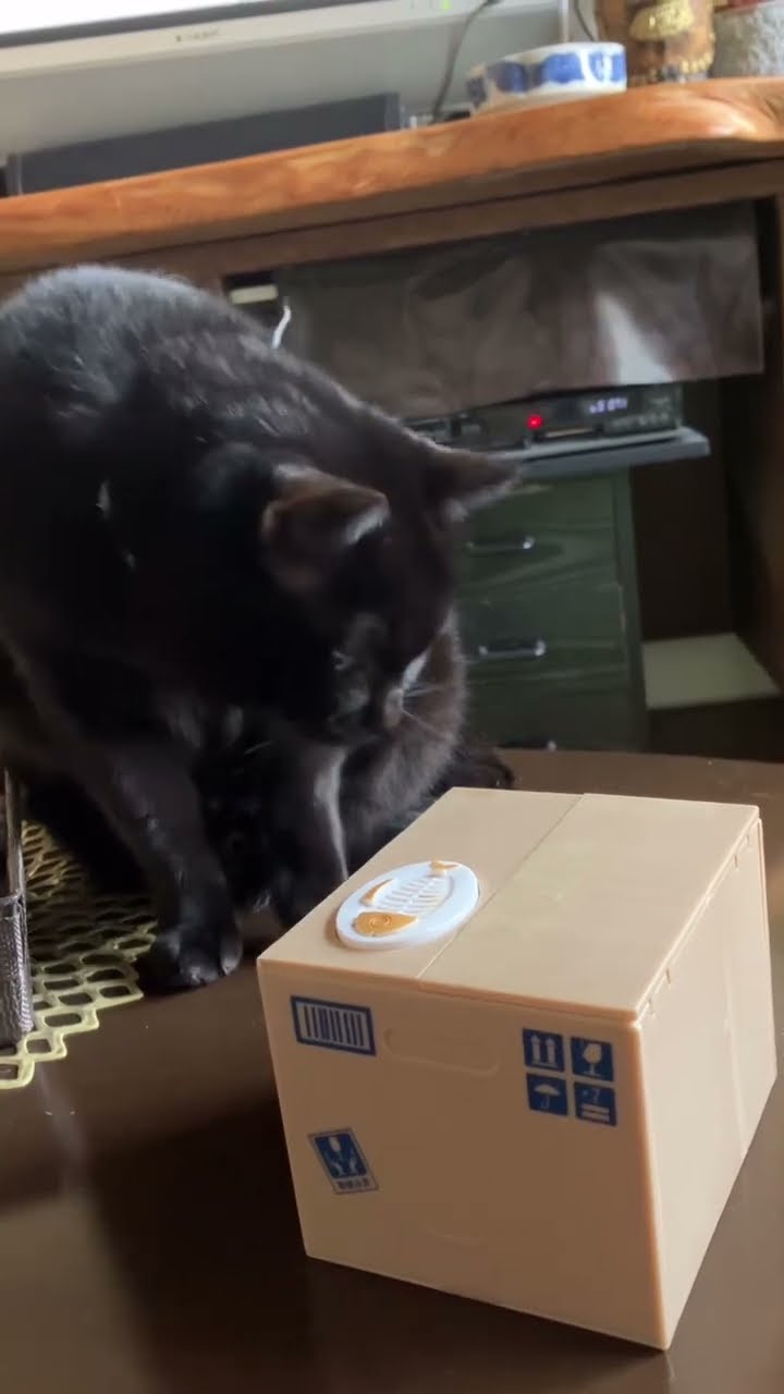 Fuuny cat  noire ?????????????