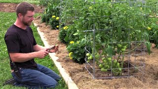 Tomatoes How to Prune/ Water/ Best Practices