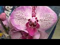 Обзор орхидей  05 сентября 2020 CASTORAMA  Воронеж