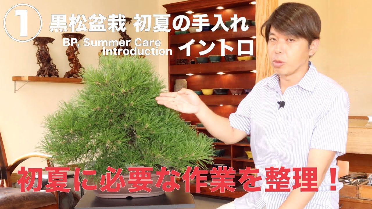 ENG SUBTITLE] Brack Pine, Summer Care. 1 Intoroduction - YouTube