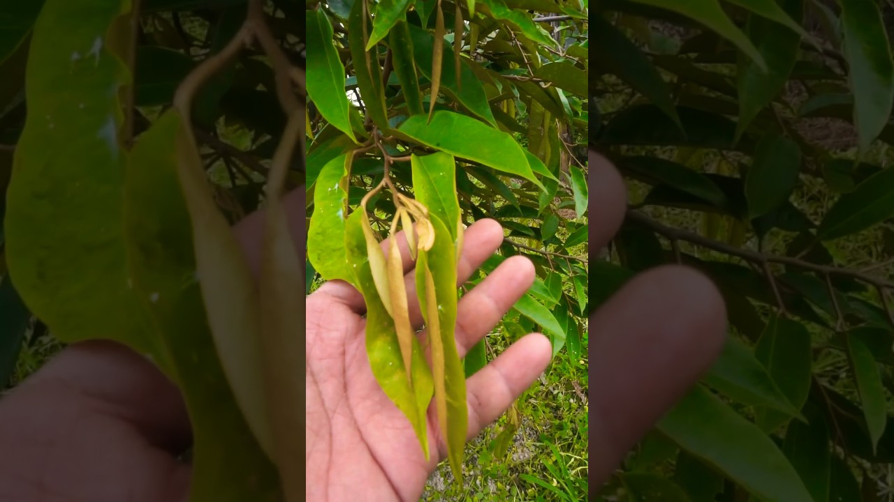🔴 Perawatan Rutin Kebun – Gulma Hilang, Tanah Sehat‼️