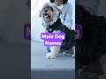 Top 10 Male Dog Names | Popular Dog Name Ideas #dognames