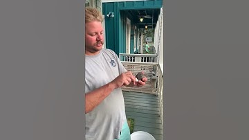 How To Properly Clean Bay Scallop