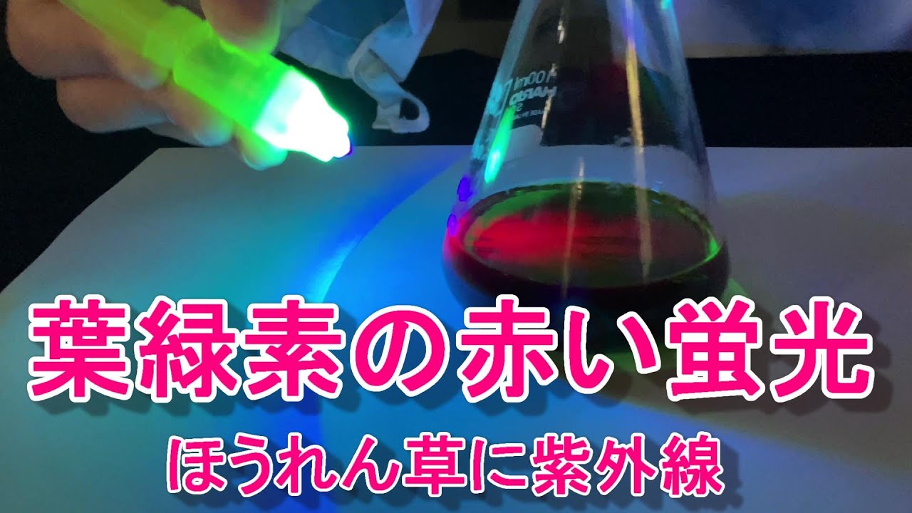 ノリに含まれる色素 らくらく理科教室 ノリに含まれる色素 らくらく理科教室