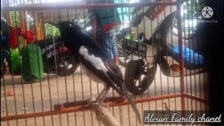 pancingan kacer bisu kurang emosi dan birahi