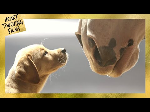 "Puppy Love” A Special Bond Between Two Four-legged Buddies 🥰 Heartwarming Super Bowl Commercial