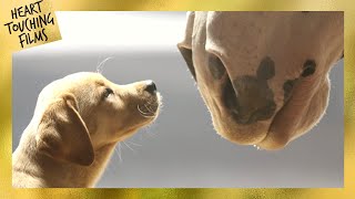 "Puppy Love” A Special Bond Between Two Four-legged Buddies 🥰 Heartwarming Super Bowl Commercial