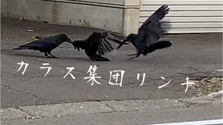 カラス集団リンチ