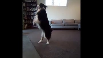 Funny Dancing Dogs Compilation - Try Not To Laugh