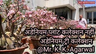 Adenium Collection @ Mr. K. K. Agarwal | अडेनियम कलेक्शन |  Biggest Adenium Tree Collection