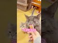 猫に無視されるので最後の手段を使いました🤫