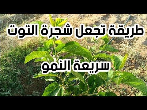 فيديو: حصاد أشجار التوت - تعرف على وقت اختيار التوت