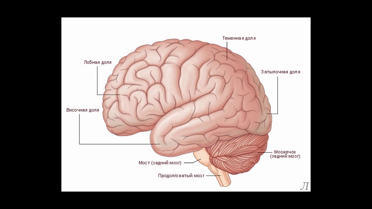 Борозды Головного Мозга Картинки