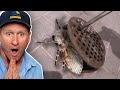 MASSIVE DRAIN FLY INFESTATION!! How to get rid of drain flies...FOR GOOD!