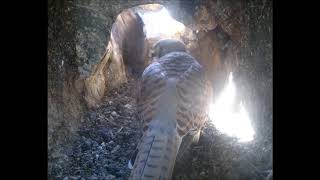 Amazing Video of a Kestrel Laying Her First Egg in Nest Box | Discover Wildlife | Robert E Fuller