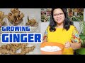How to grow ginger in zone 7 and colder climates