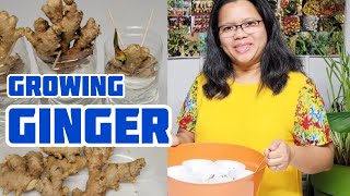 How to Grow Ginger in Zone 7 and Colder Climates - YouTube