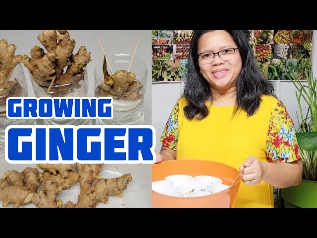 How to Grow Ginger in Zone 7 and Colder Climates - YouTube