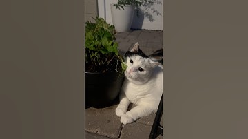 Jasmine’s CatNip #garden #catnip